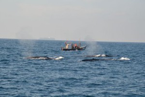A picture of three whales and a small boat on the open sea. Horizon and sky as background.