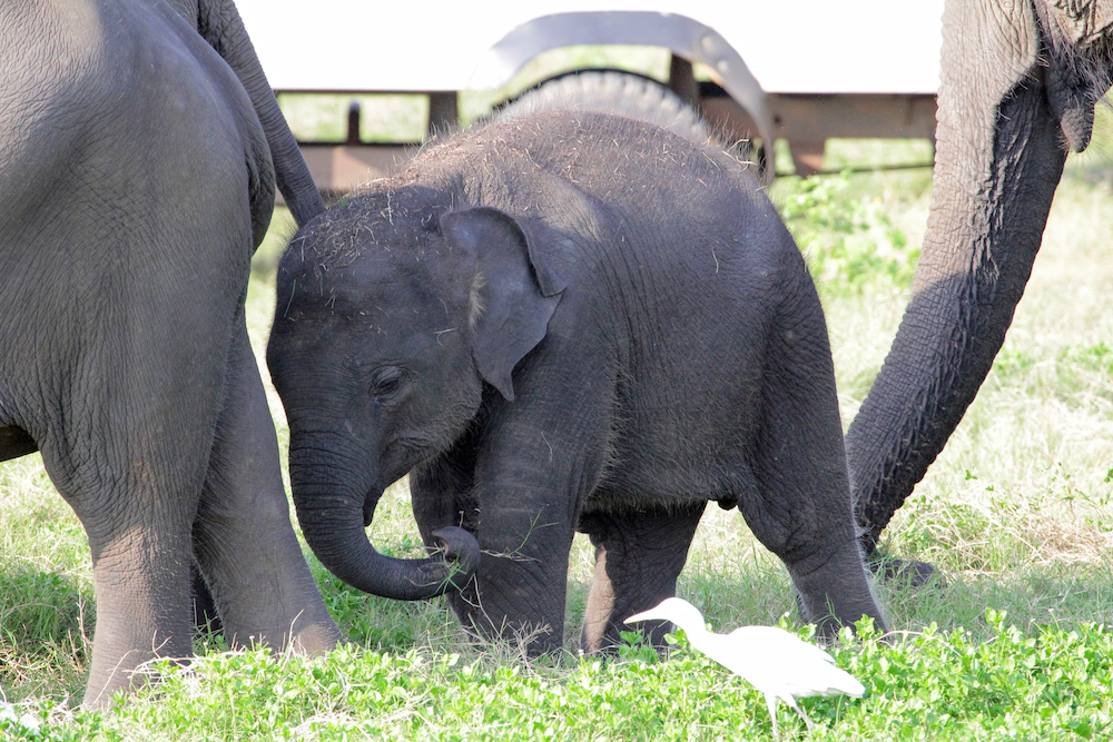 A picture of a baby elephant and parts of an adult animal on a grassy meadow in Minneriya National Park.