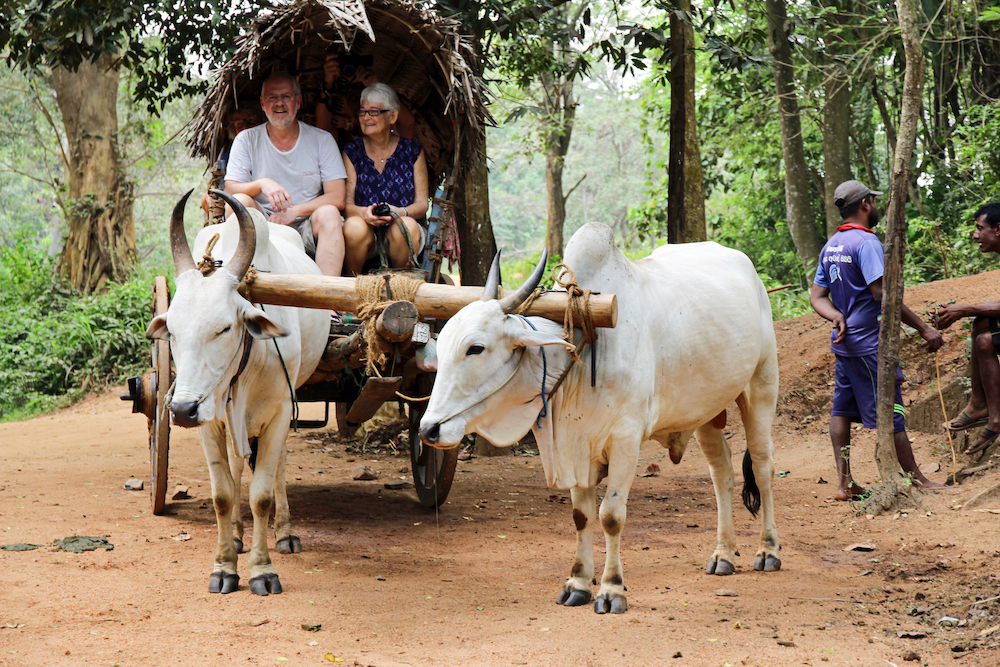 A picture of an elderly couple sitting in a cart pulled by two oxen, on a road in the forest. They are on the Hiriwadunna Village Tour.