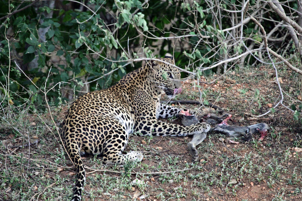 A picture of a leopard lying at the edge of the forest eating its prey.