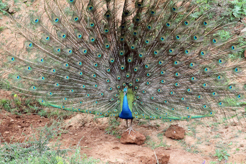 A close-up picture of a peacock showing the tail feathers. Soil and plants in the background.