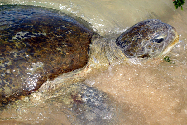 A close-up picture of a sea turtle in shallow water with a sandy bottom.