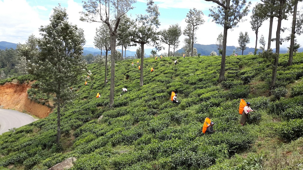 A picture of a tea plantation on a slope with pickers and occasional trees.