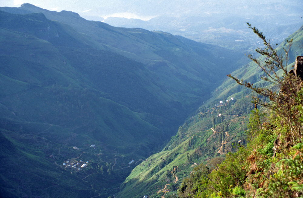 A picture of a vast green valley. Small twigs in the foreground and fog in the background.